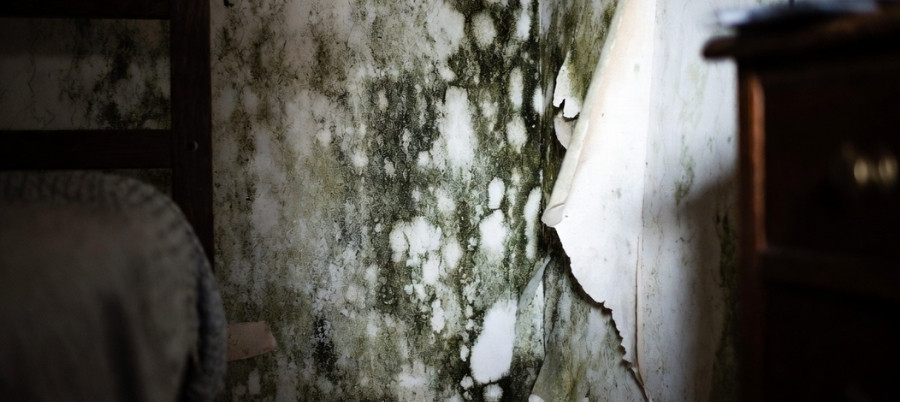 The Health Risks Linked to Mould Exposure That You Should Know About